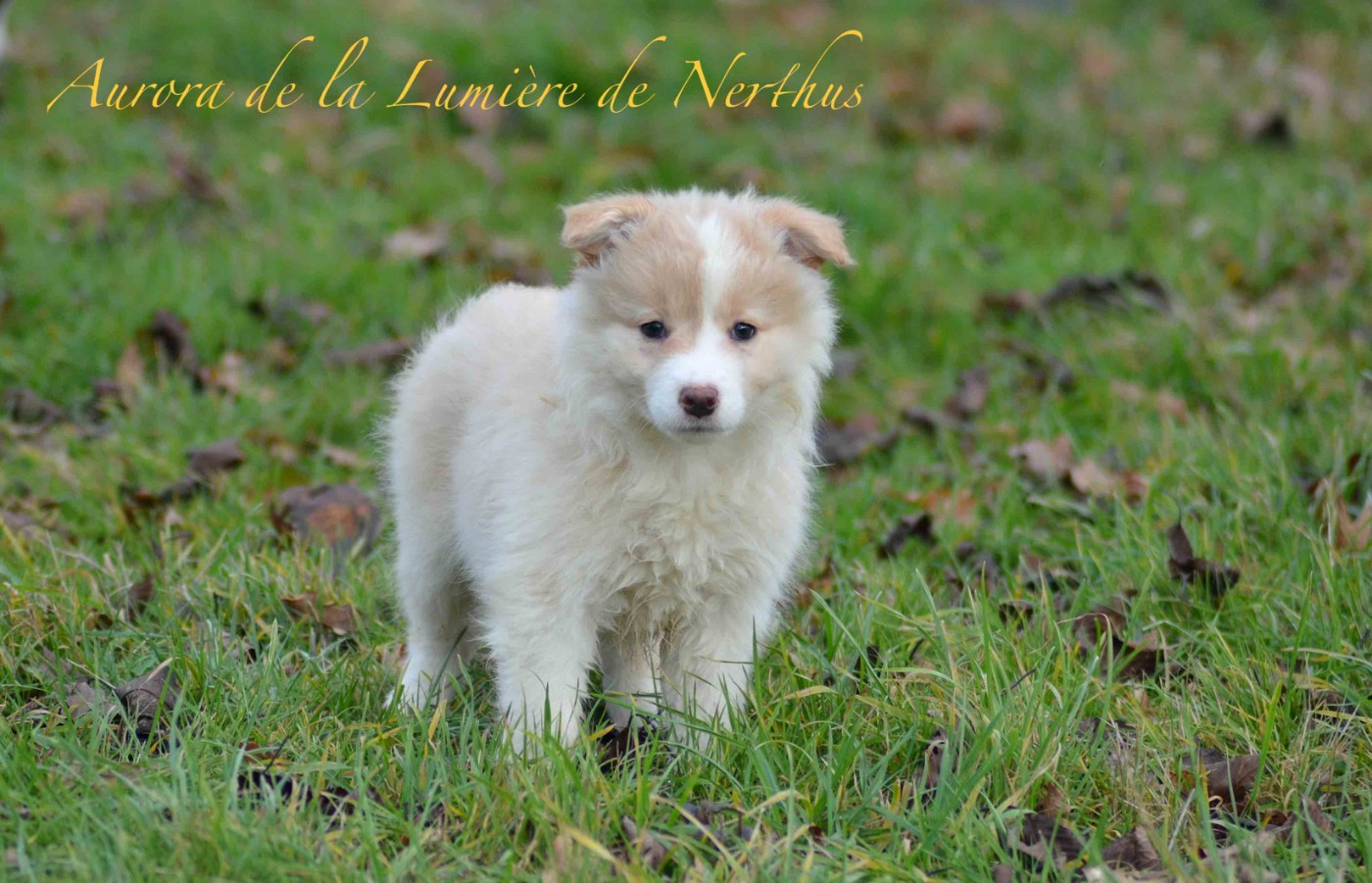 De La Lumière De Nerthus - Chiots disponibles - Border Collie