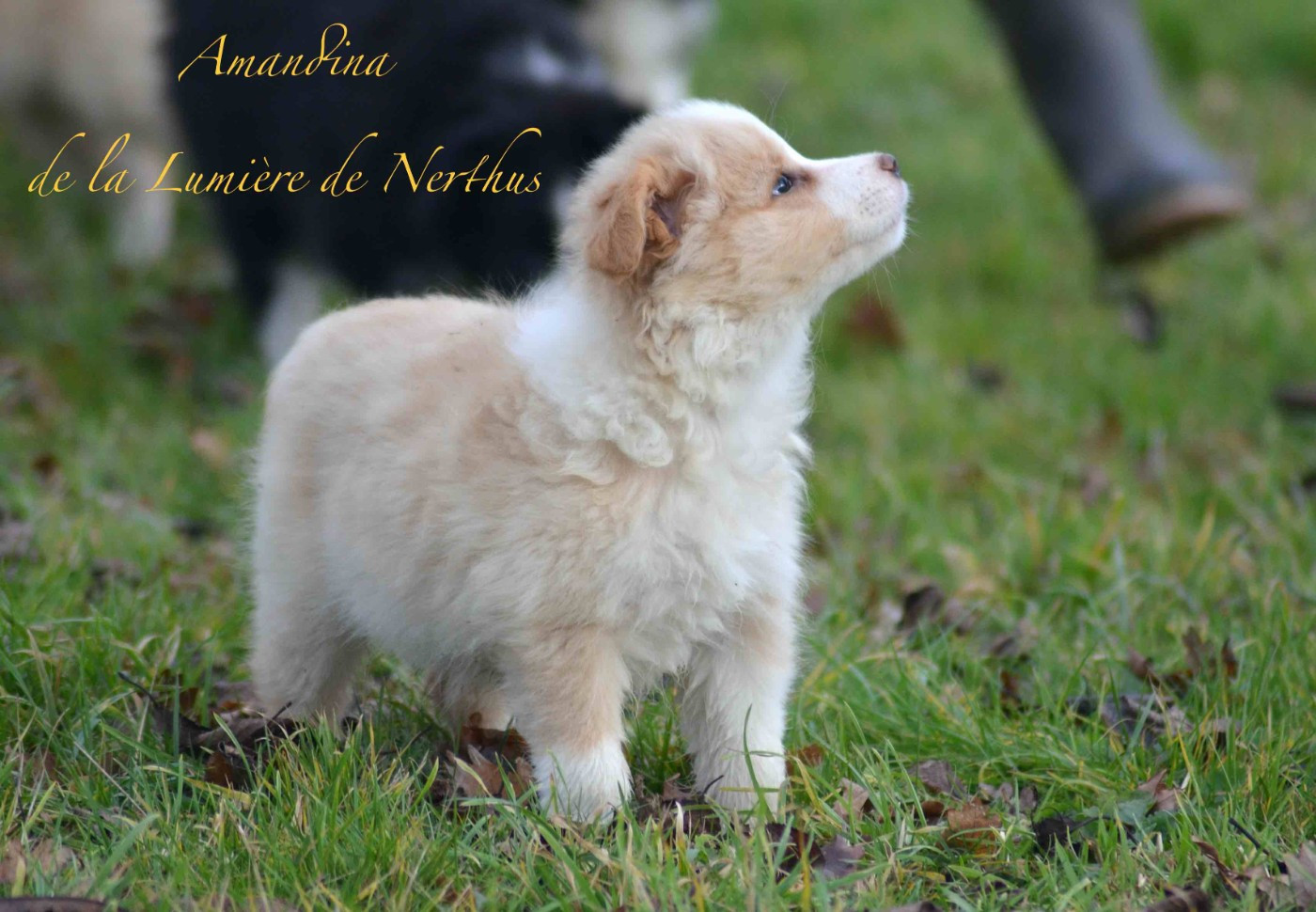 De La Lumière De Nerthus - Chiots disponibles - Border Collie