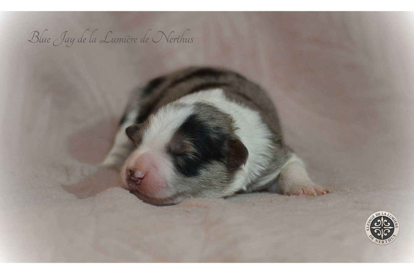 De La Lumière De Nerthus - Chiots disponibles - Border Collie