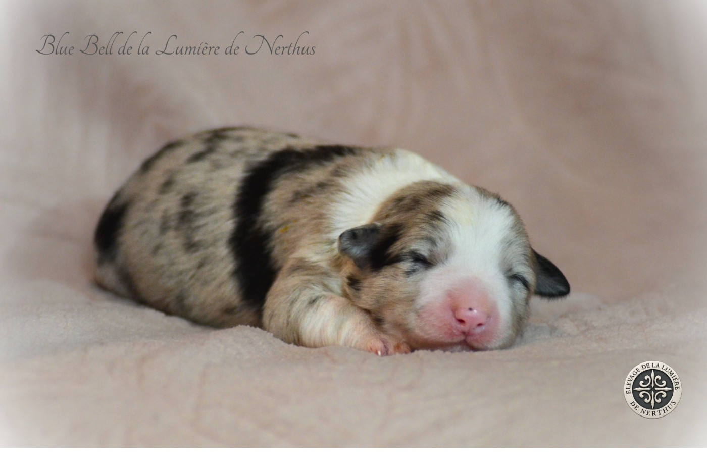 De La Lumière De Nerthus - Chiots disponibles - Border Collie