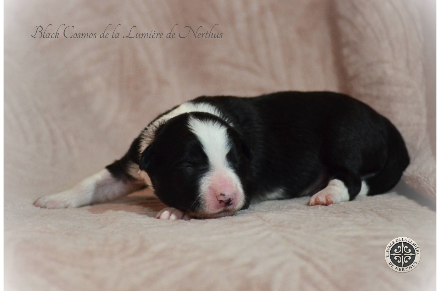 De La Lumière De Nerthus - Chiots disponibles - Border Collie