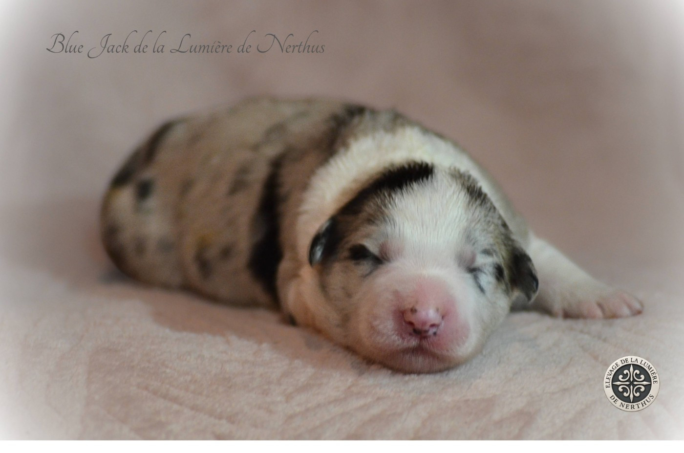 De La Lumière De Nerthus - Chiots disponibles - Border Collie