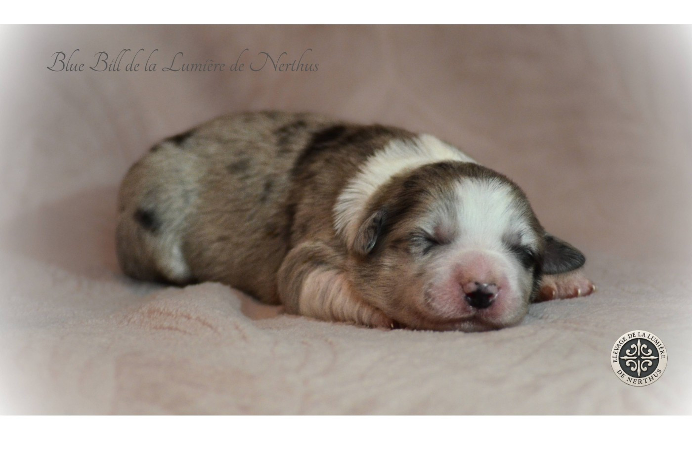 De La Lumière De Nerthus - Chiots disponibles - Border Collie