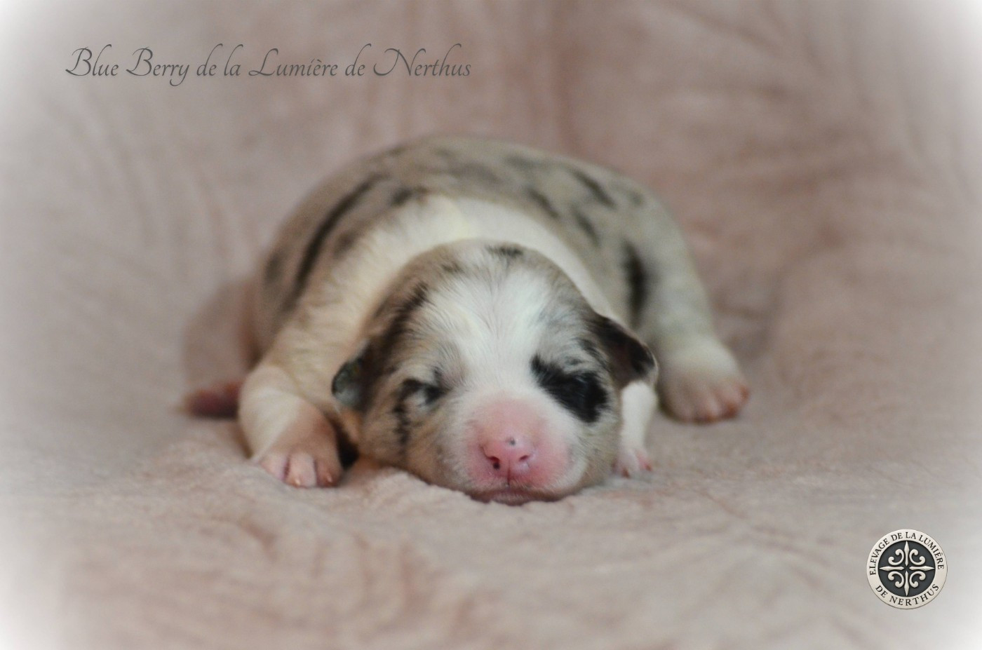 De La Lumière De Nerthus - Chiots disponibles - Border Collie