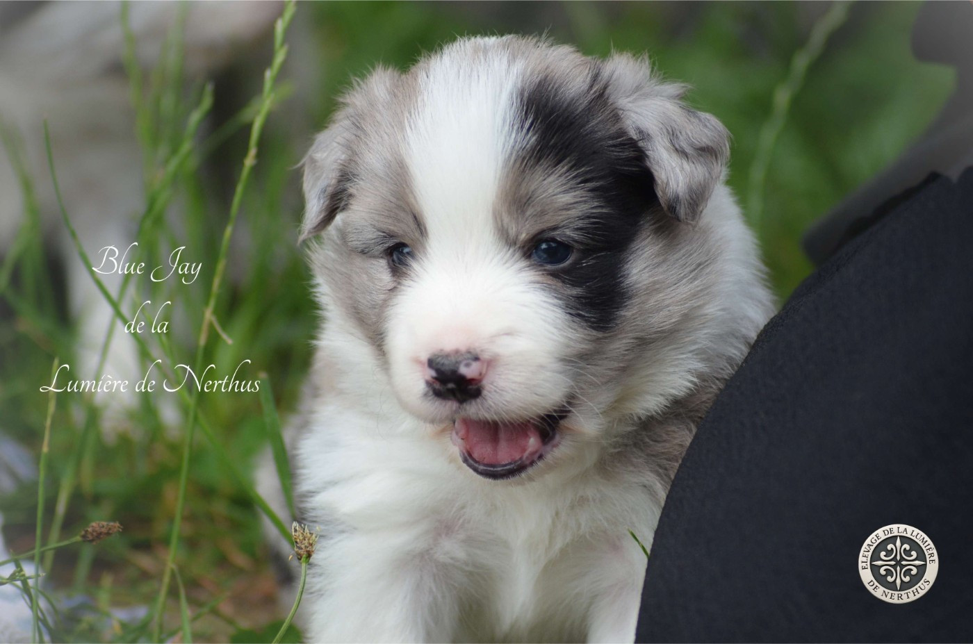 De La Lumière De Nerthus - Chiots disponibles - Border Collie