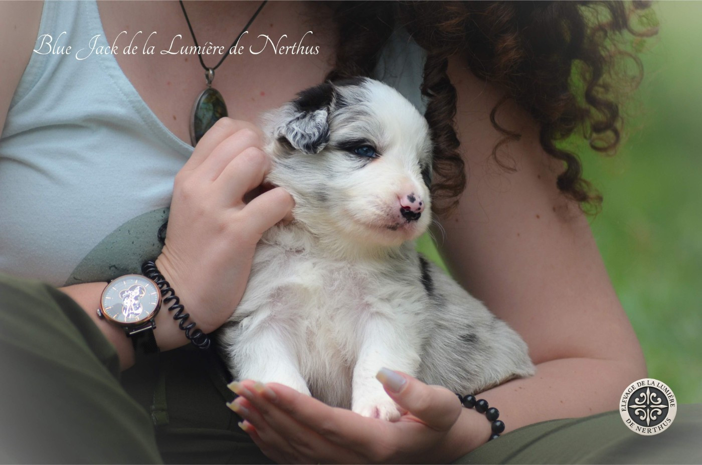 De La Lumière De Nerthus - Chiots disponibles - Border Collie