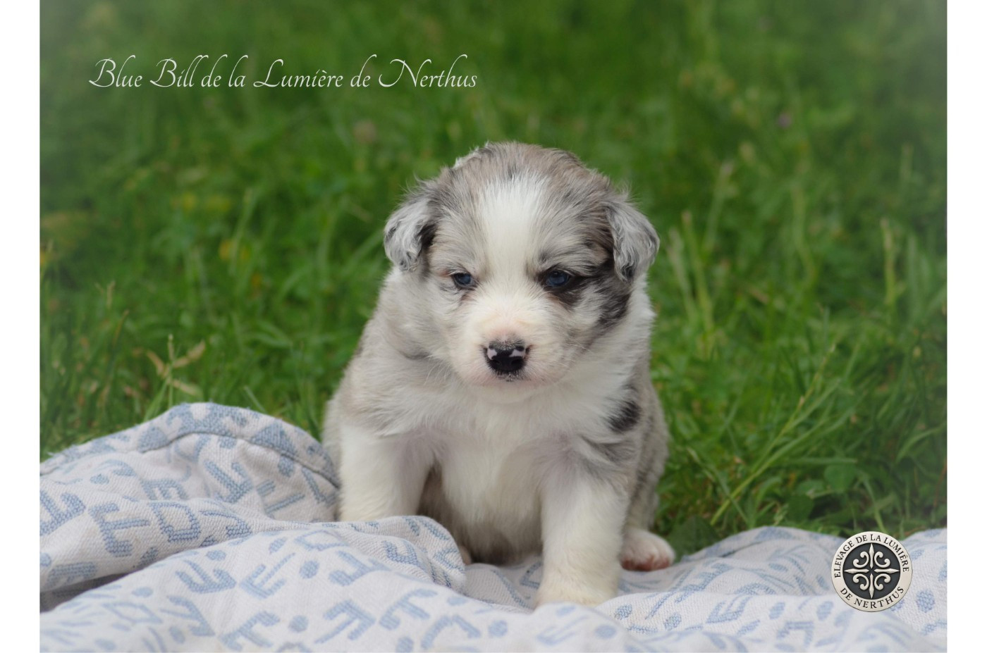 De La Lumière De Nerthus - Chiots disponibles - Border Collie