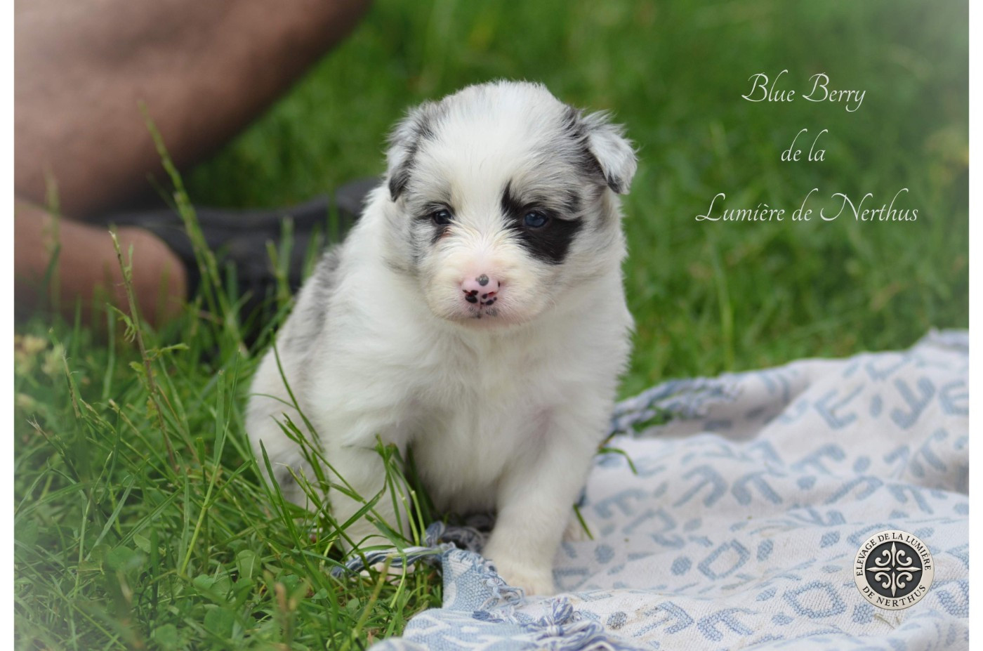 De La Lumière De Nerthus - Chiots disponibles - Border Collie