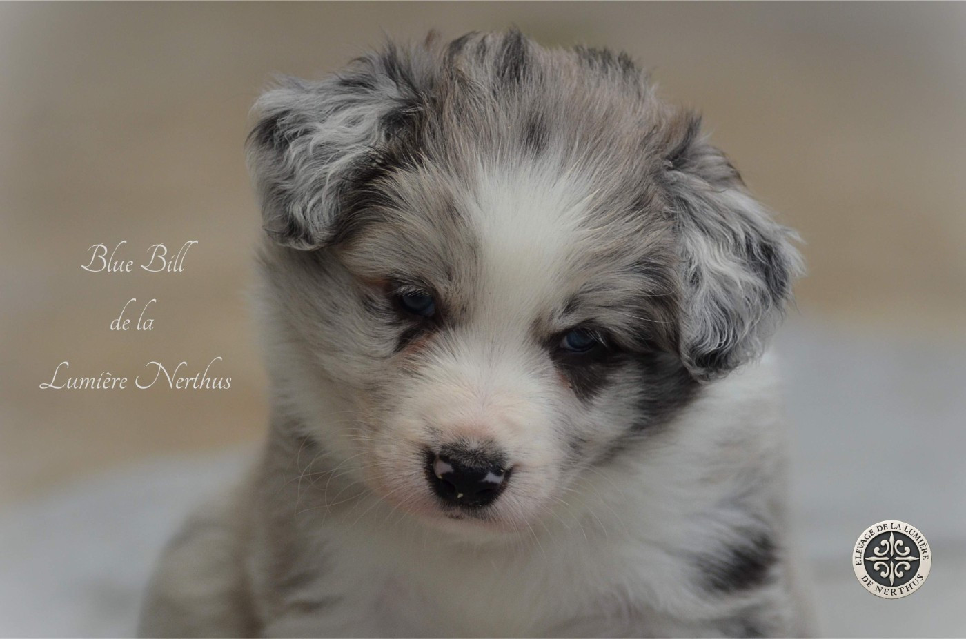De La Lumière De Nerthus - Chiots disponibles - Border Collie