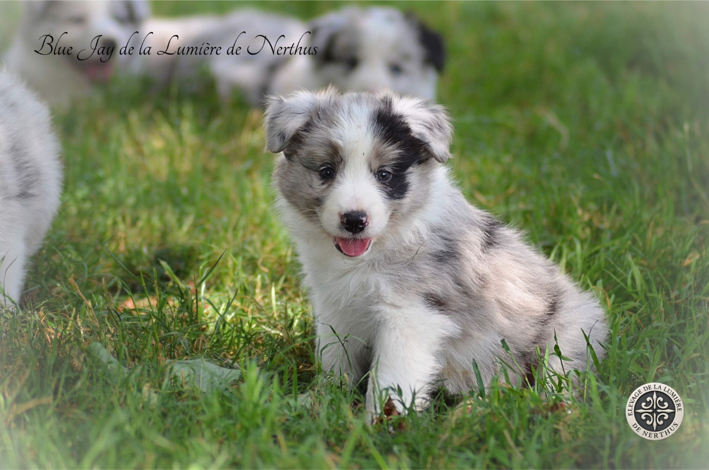 De La Lumière De Nerthus - Chiots disponibles - Border Collie