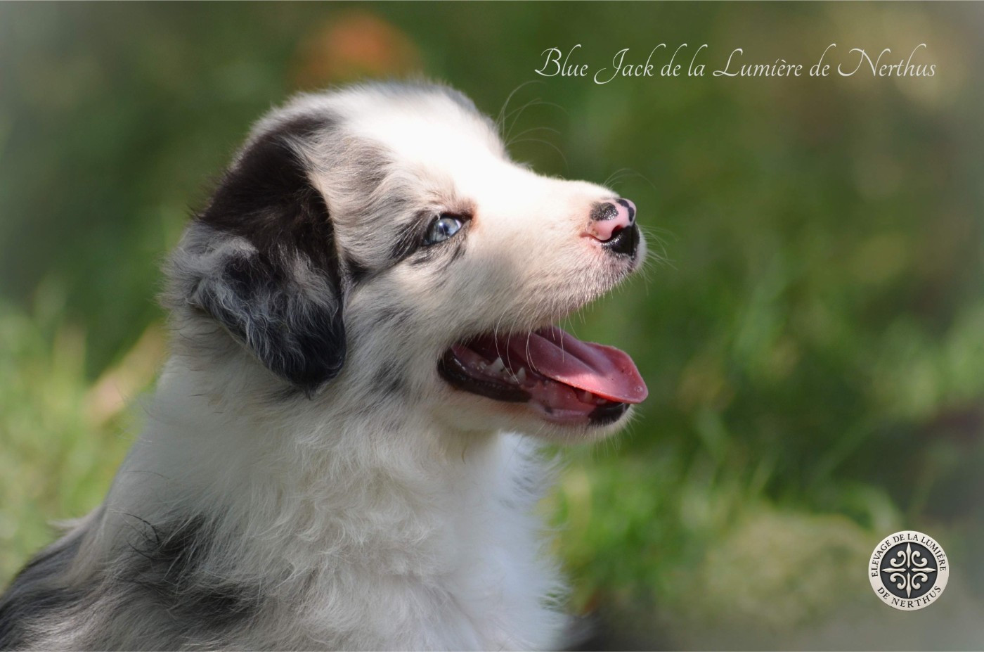De La Lumière De Nerthus - Chiots disponibles - Border Collie