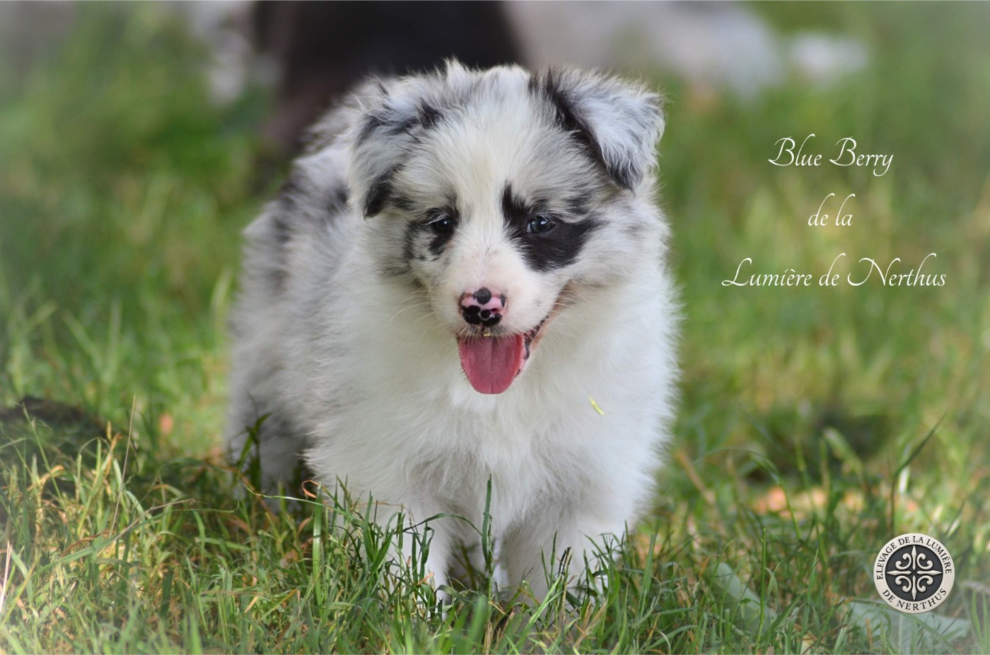 De La Lumière De Nerthus - Chiots disponibles - Border Collie