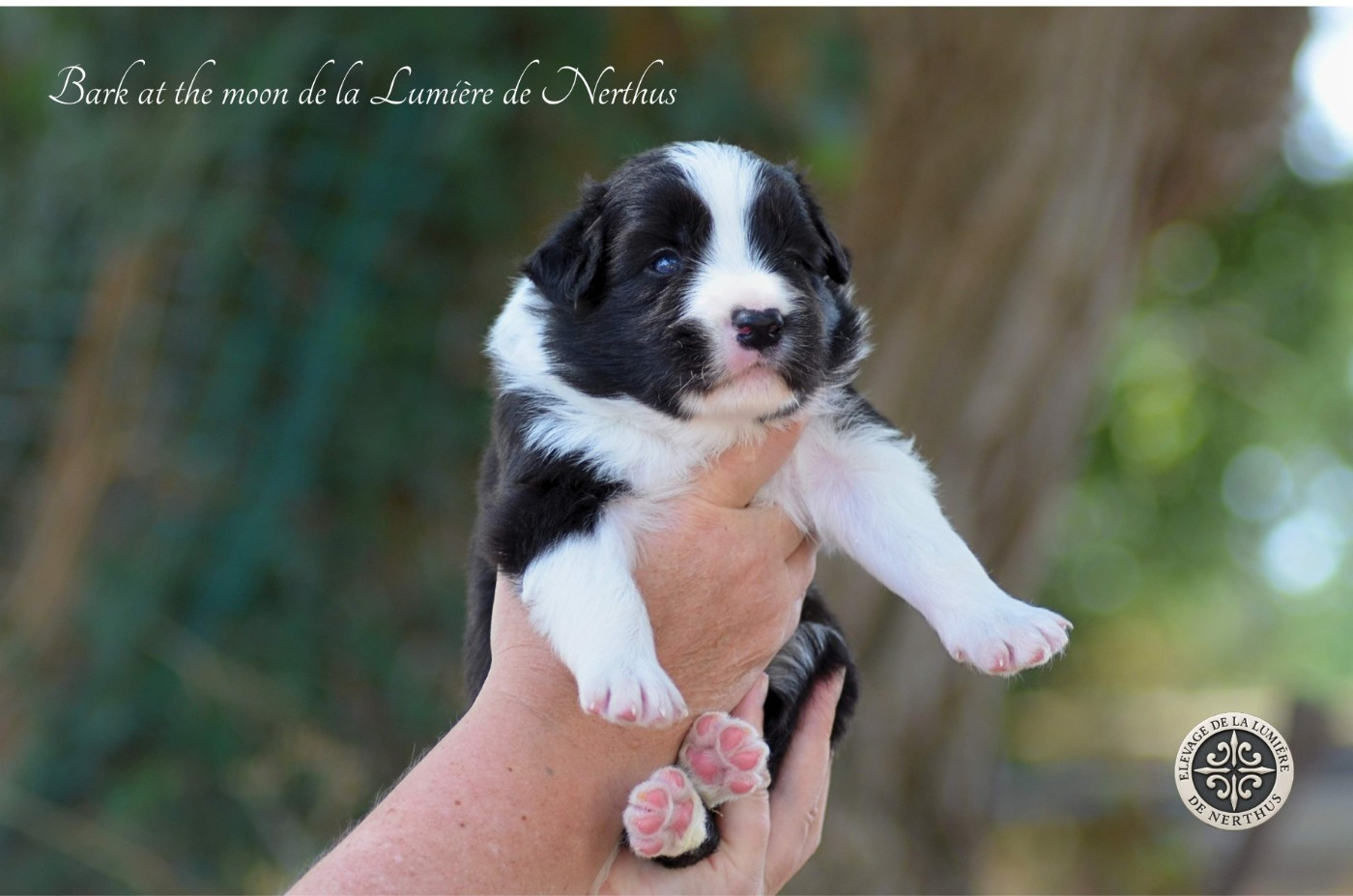De La Lumière De Nerthus - Chiots disponibles - Border Collie
