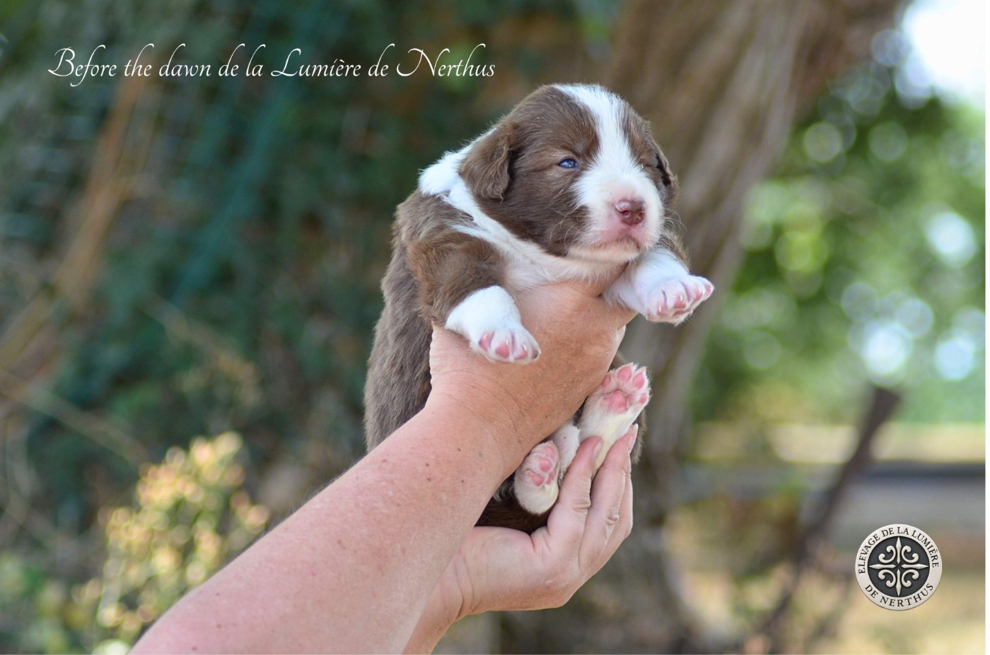 De La Lumière De Nerthus - Chiots disponibles - Border Collie