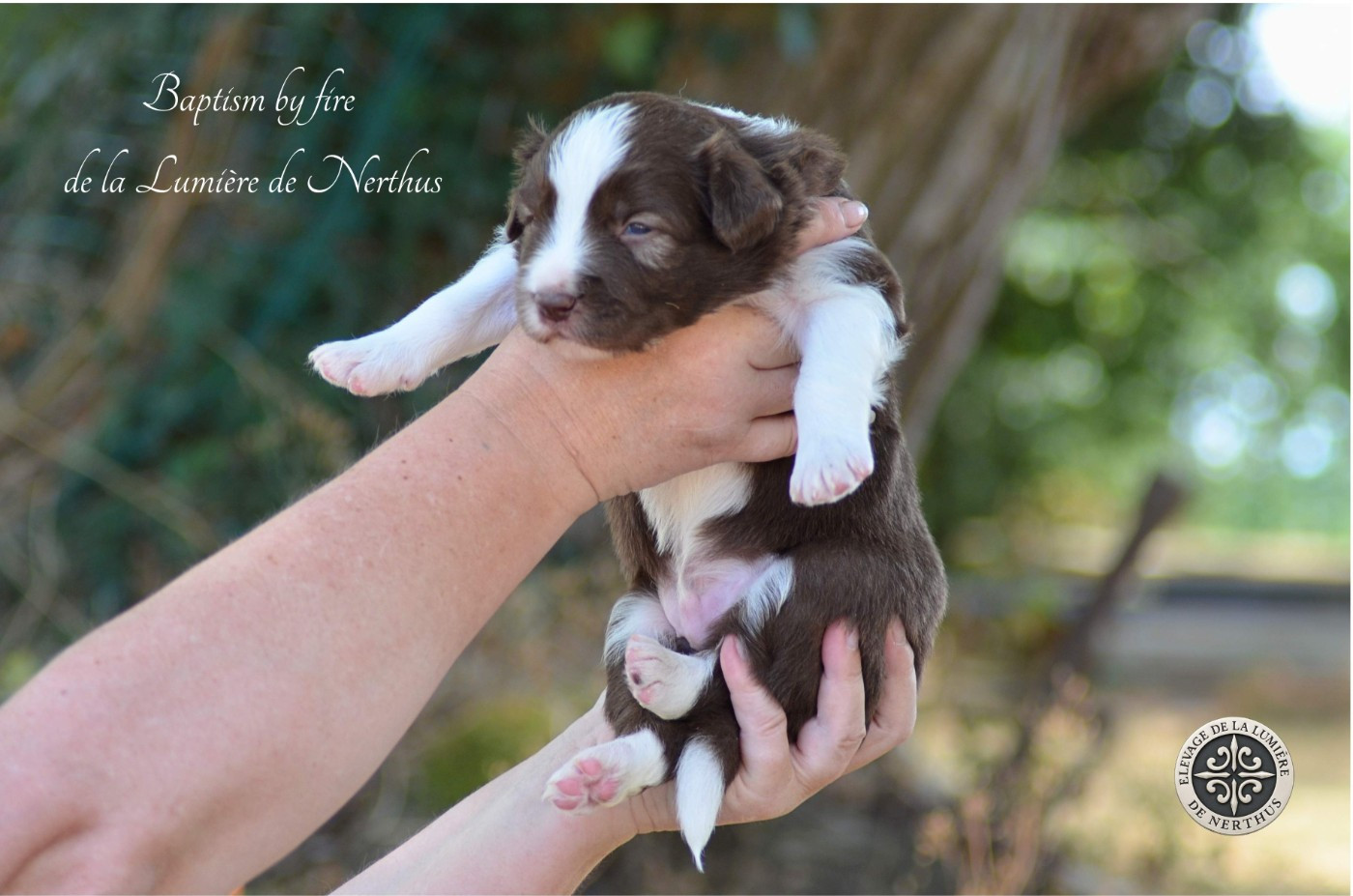 De La Lumière De Nerthus - Chiots disponibles - Border Collie