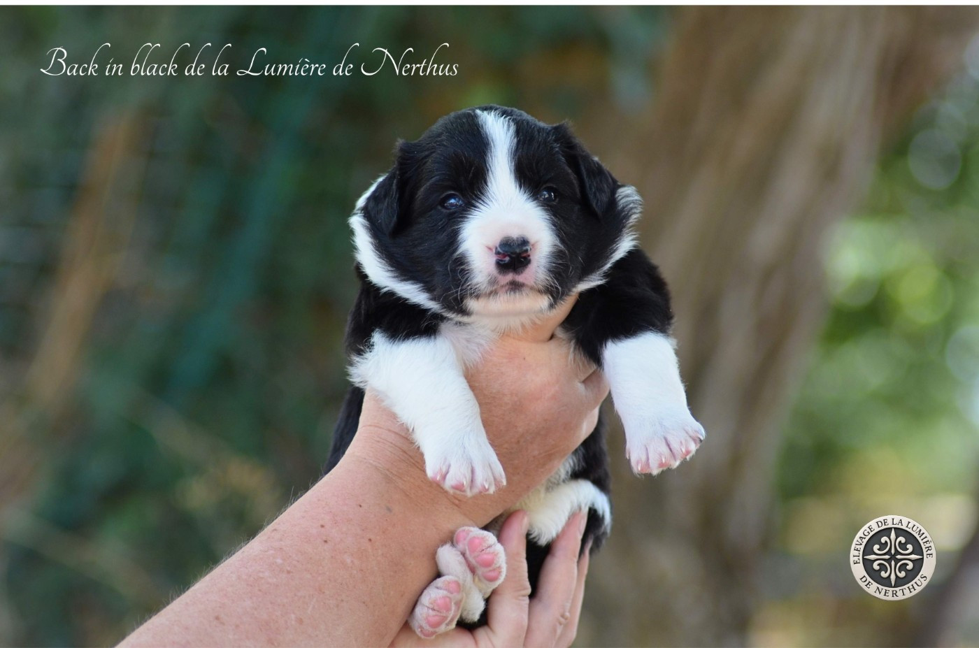 De La Lumière De Nerthus - Chiots disponibles - Border Collie