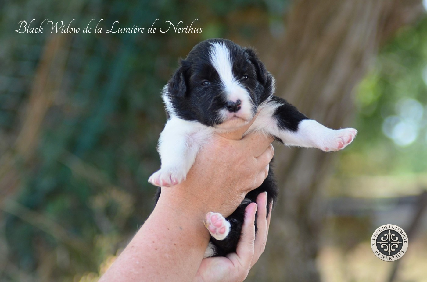 De La Lumière De Nerthus - Chiots disponibles - Border Collie
