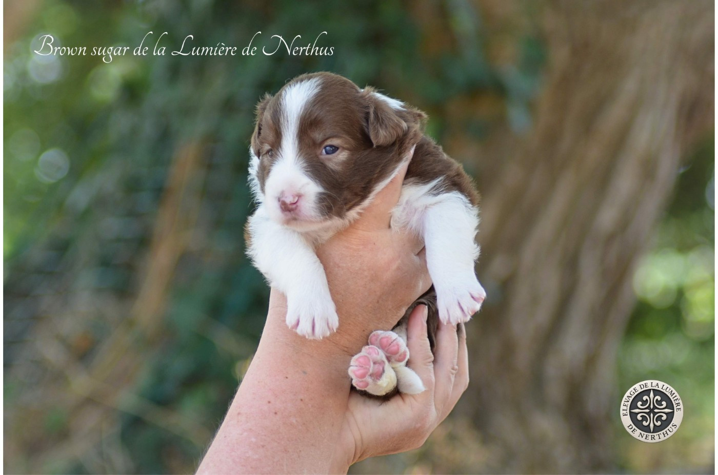 De La Lumière De Nerthus - Chiots disponibles - Border Collie