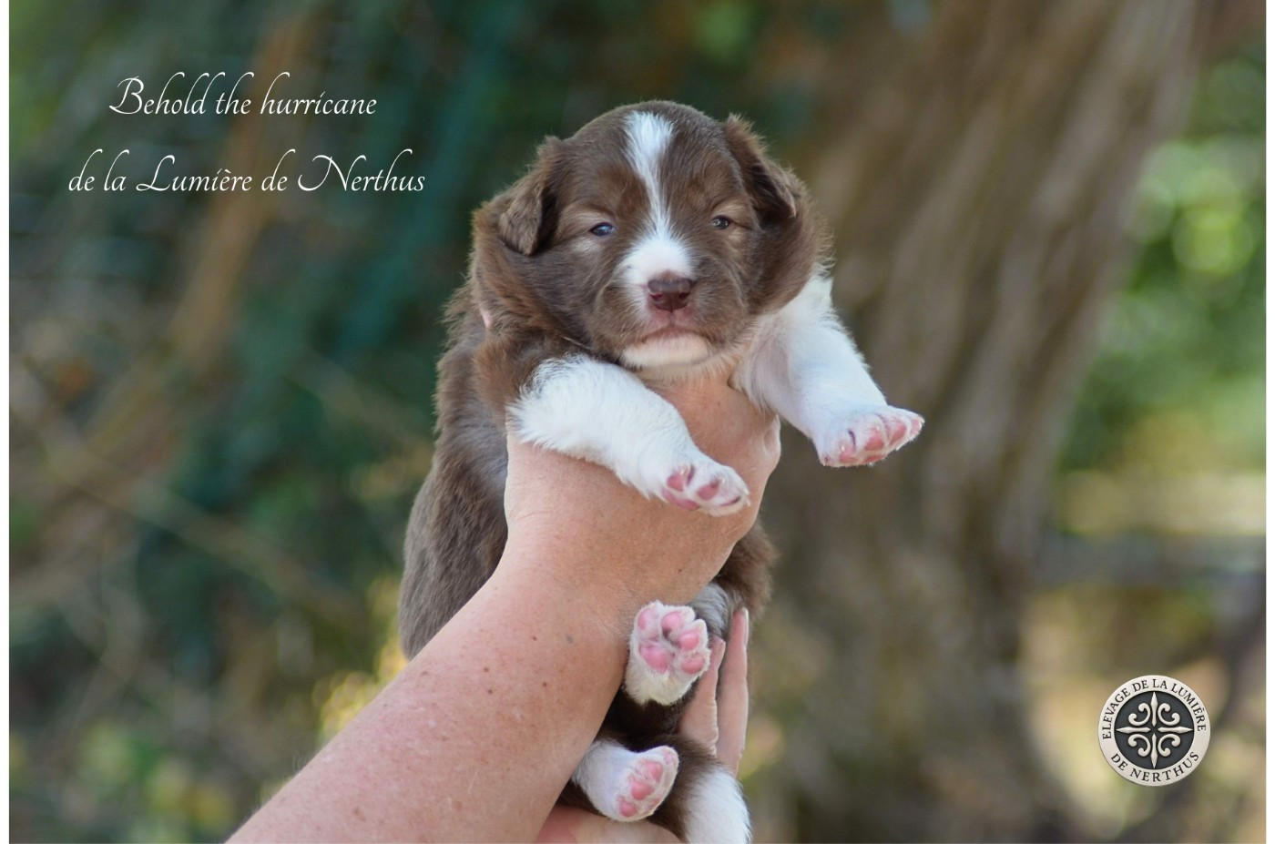 De La Lumière De Nerthus - Chiots disponibles - Border Collie