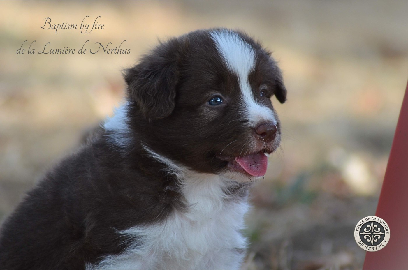 De La Lumière De Nerthus - Chiots disponibles - Border Collie