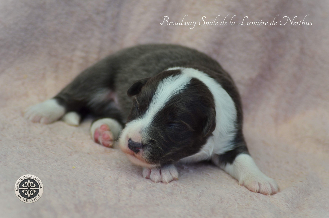 De La Lumière De Nerthus - Chiots disponibles - Border Collie