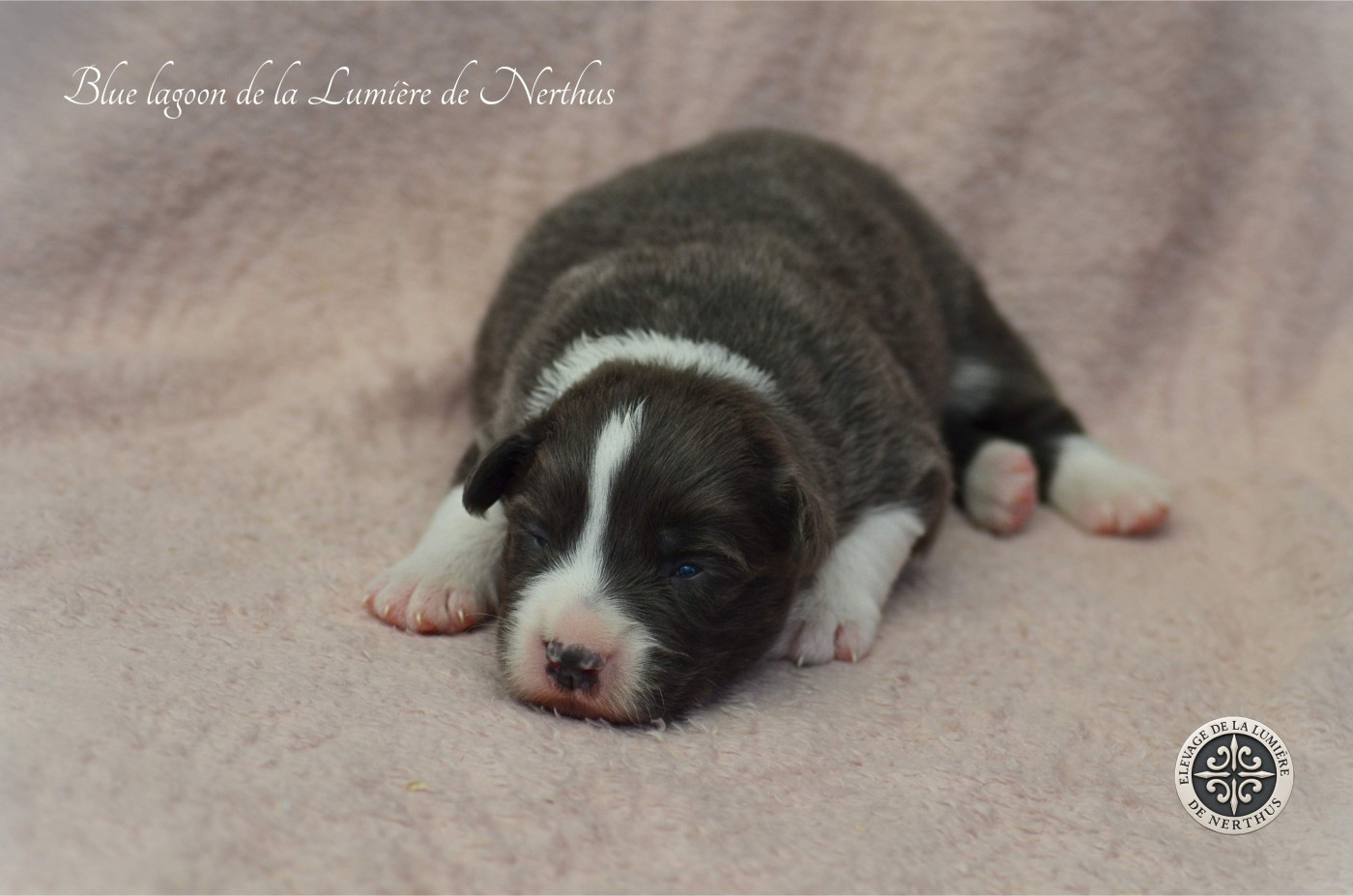 De La Lumière De Nerthus - Chiots disponibles - Border Collie