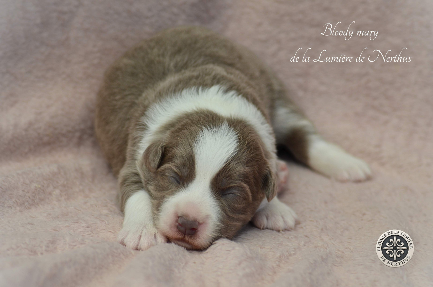 De La Lumière De Nerthus - Chiots disponibles - Border Collie
