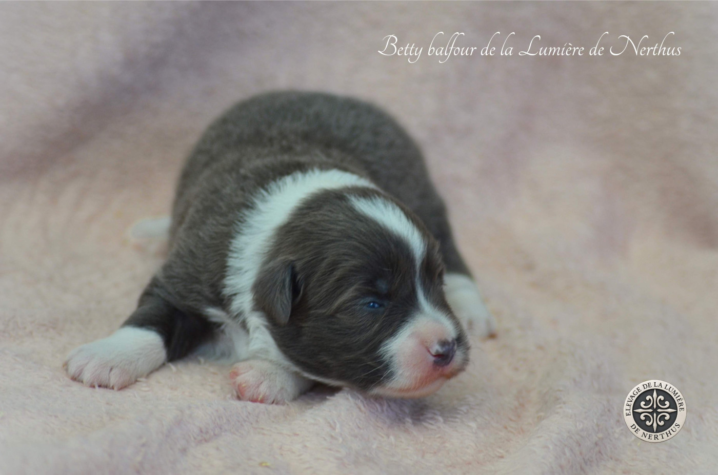 De La Lumière De Nerthus - Chiots disponibles - Border Collie