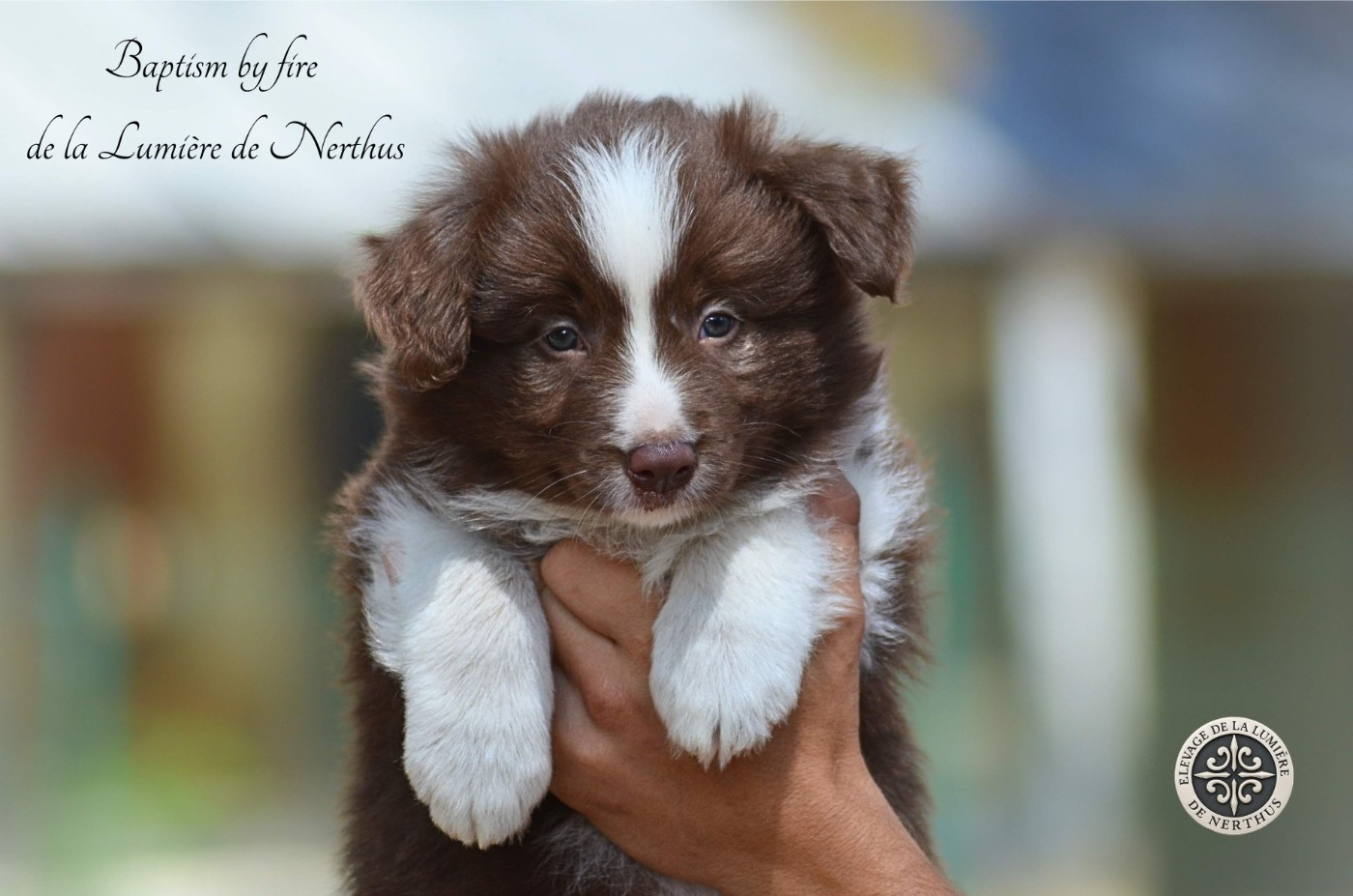 De La Lumière De Nerthus - Chiots disponibles - Border Collie