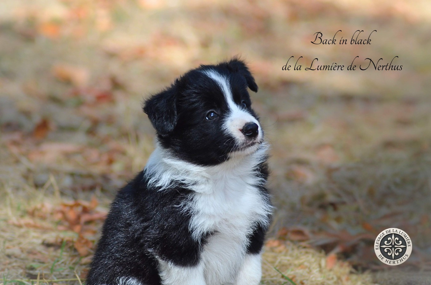 De La Lumière De Nerthus - Chiots disponibles - Border Collie