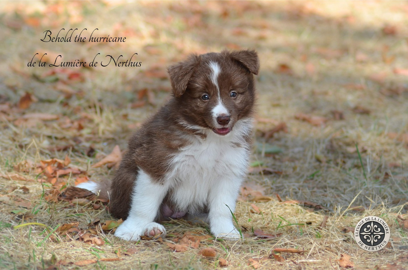 De La Lumière De Nerthus - Chiots disponibles - Border Collie
