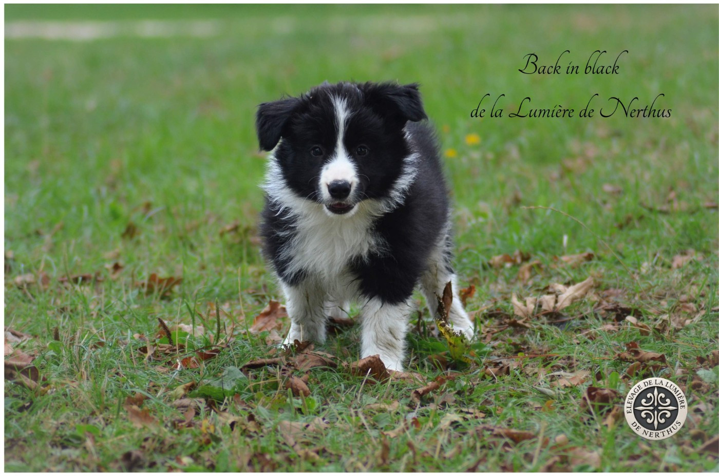De La Lumière De Nerthus - Chiots disponibles - Border Collie