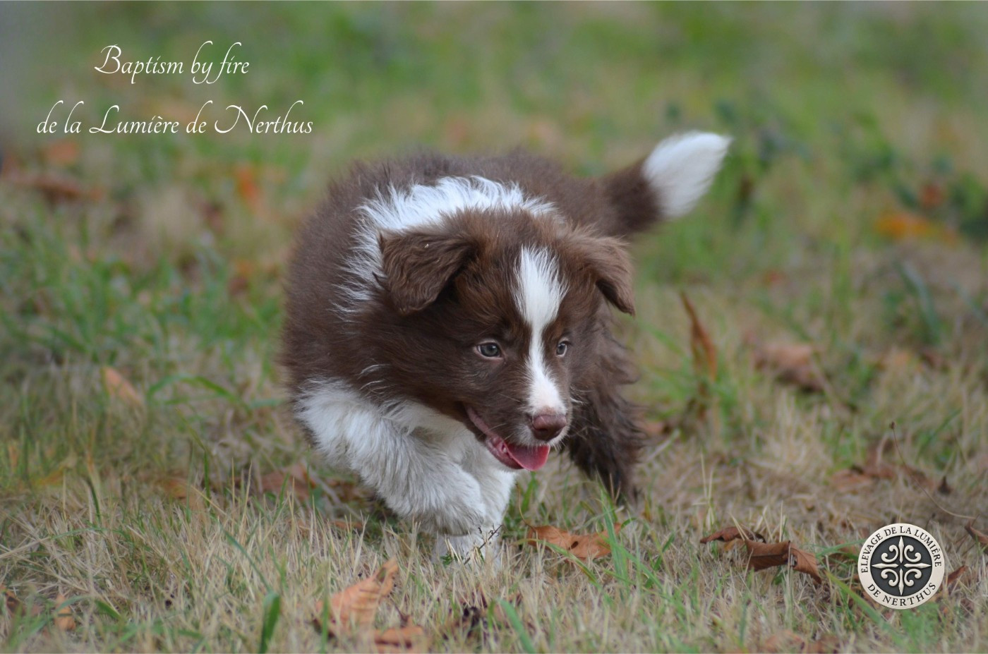 De La Lumière De Nerthus - Chiots disponibles - Border Collie