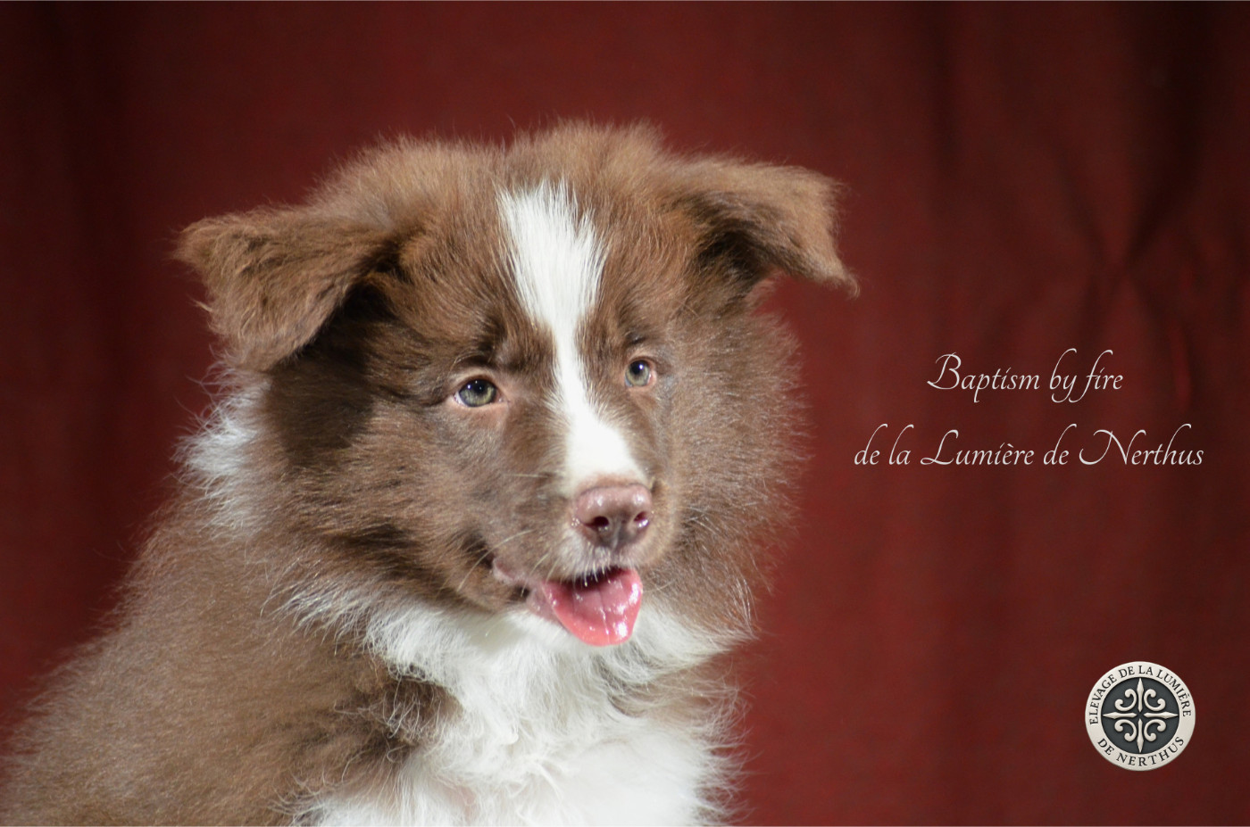 De La Lumière De Nerthus - Chiots disponibles - Border Collie