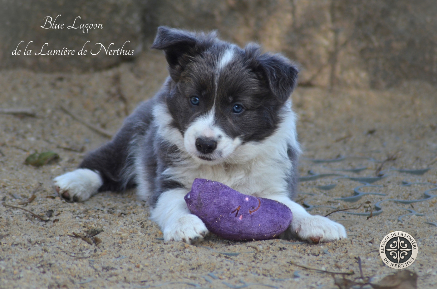 De La Lumière De Nerthus - Chiots disponibles - Border Collie