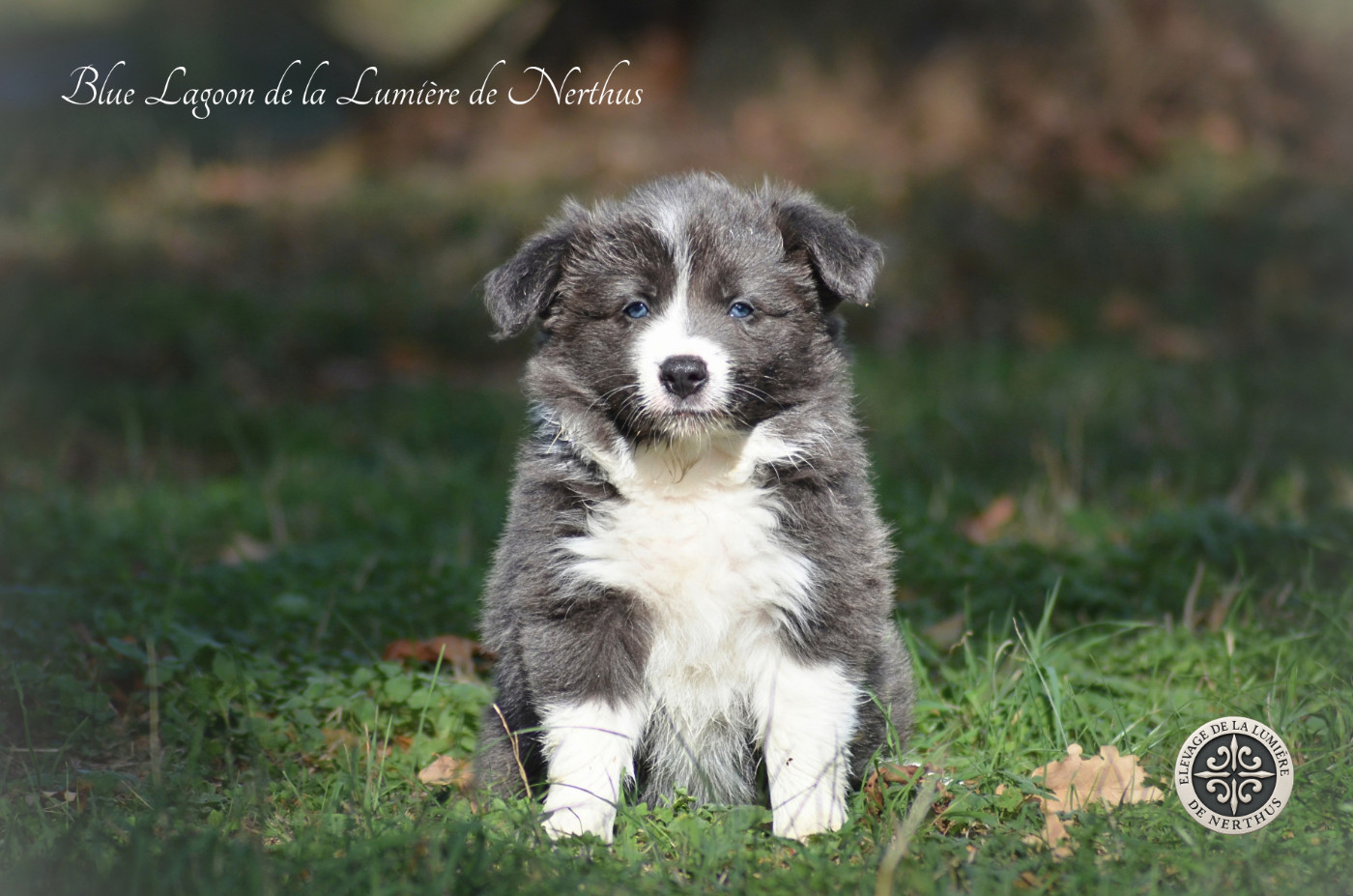 De La Lumière De Nerthus - Chiots disponibles - Border Collie