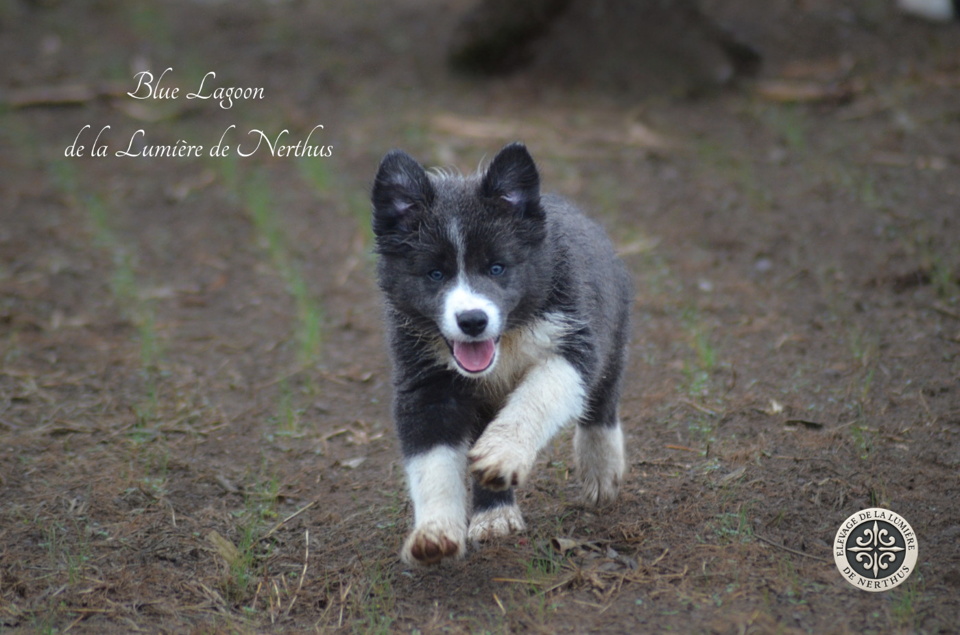 De La Lumière De Nerthus - Chiots disponibles - Border Collie