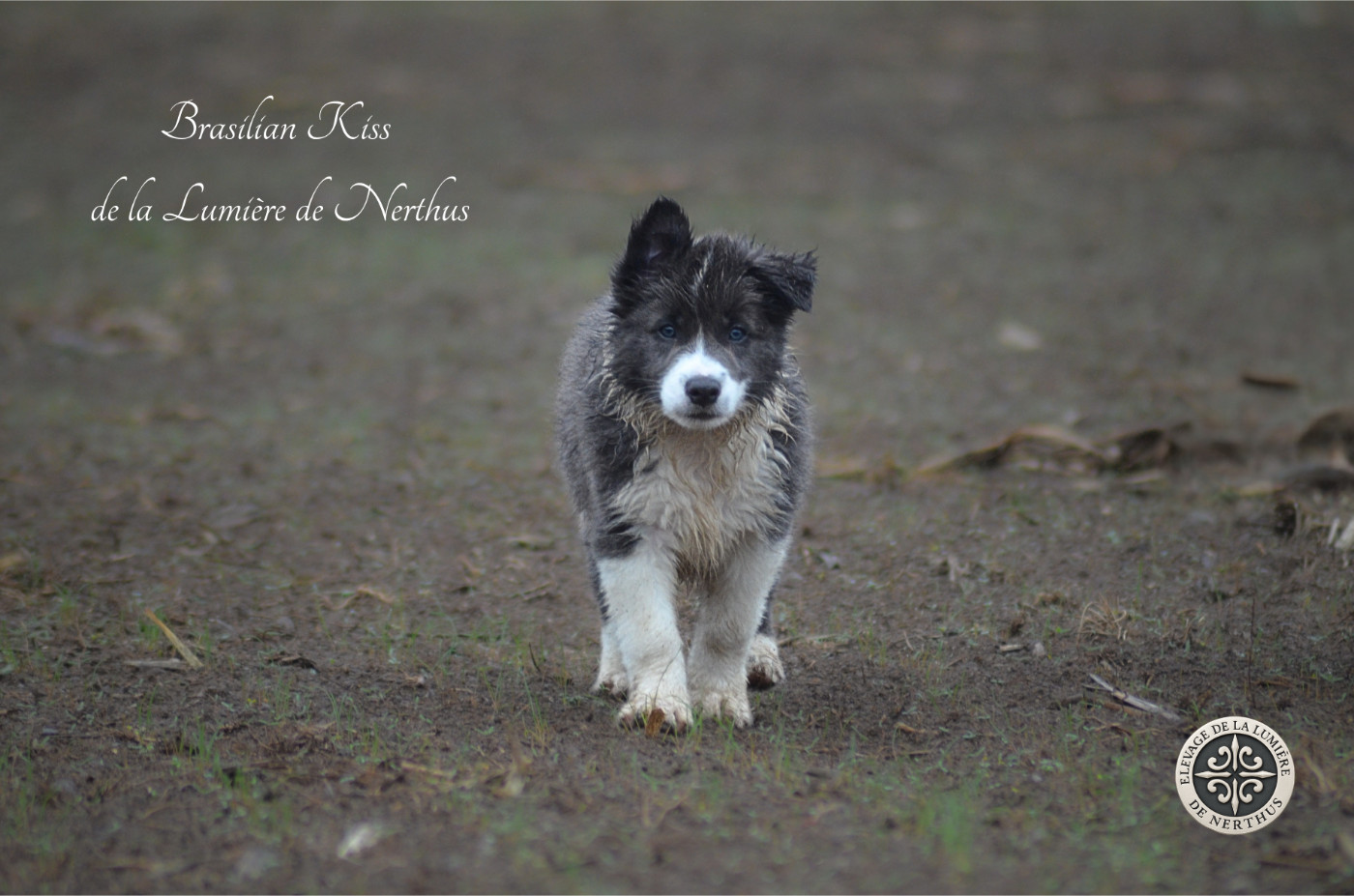 De La Lumière De Nerthus - Chiots disponibles - Border Collie