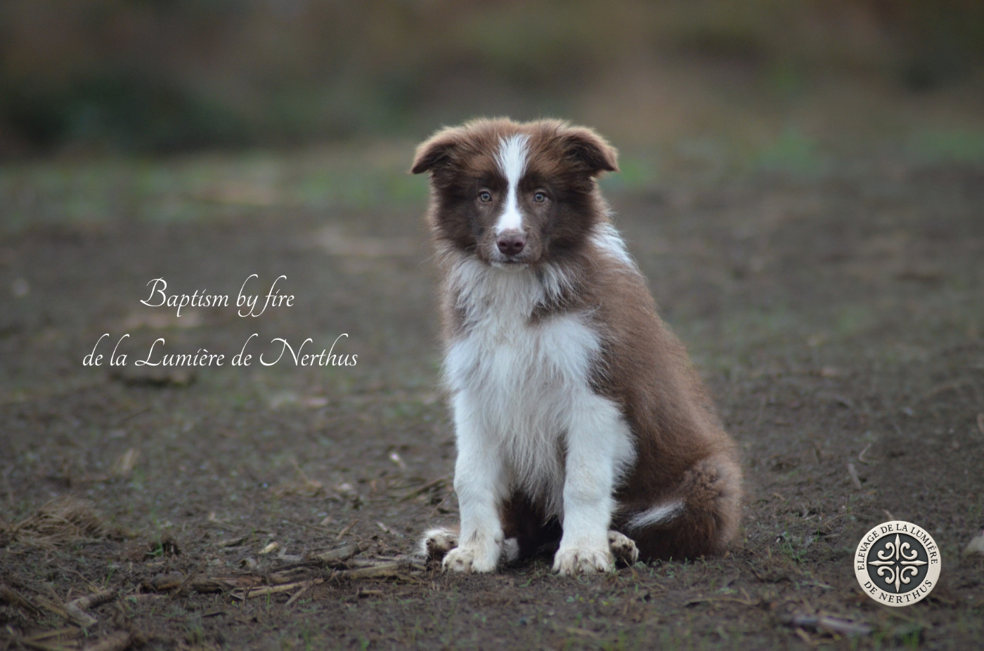 De La Lumière De Nerthus - Chiots disponibles - Border Collie