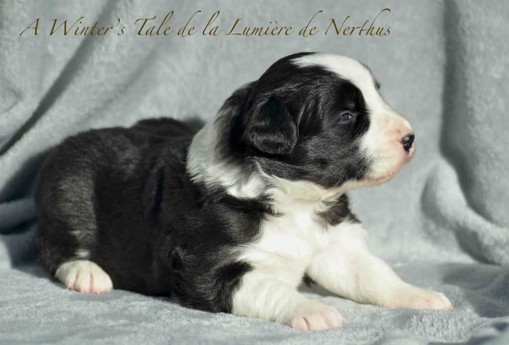 De La Lumière De Nerthus - Chiots disponibles - Border Collie