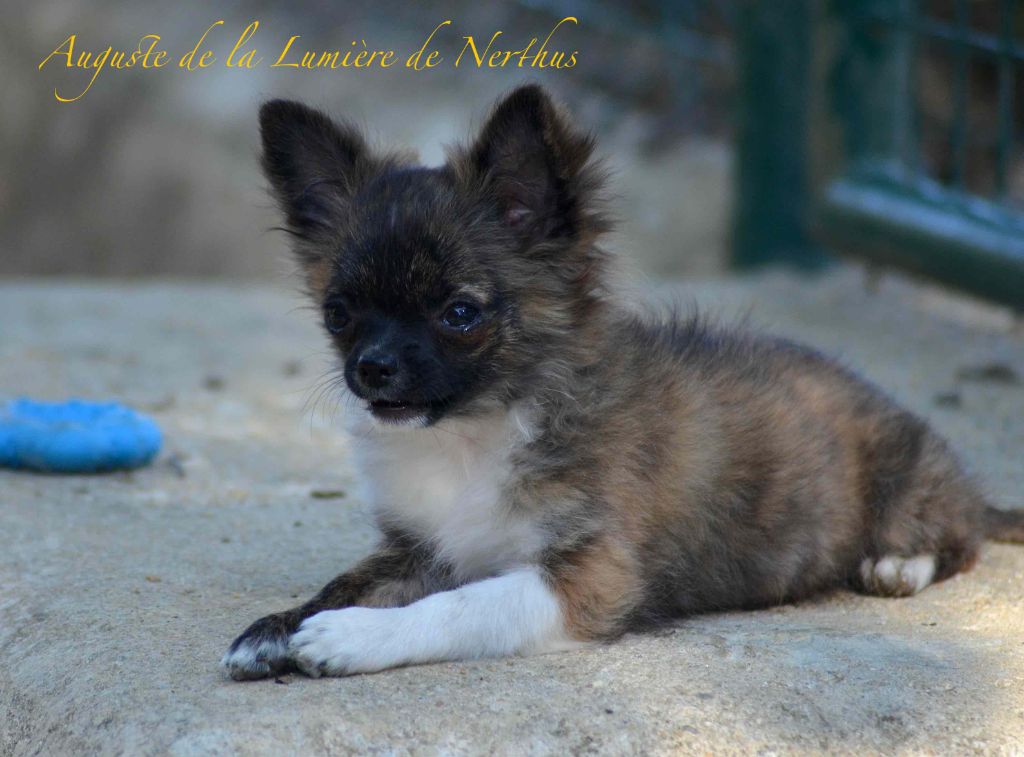 De La Lumière De Nerthus - Chiots disponibles - Chihuahua