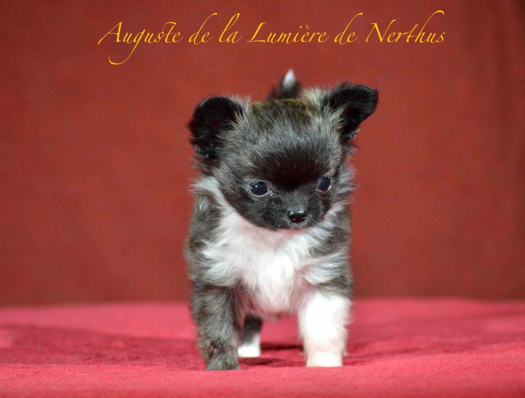 De La Lumière De Nerthus - Chiots disponibles - Chihuahua