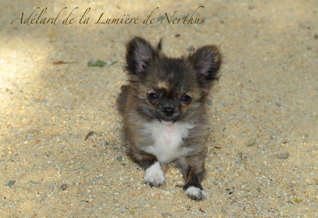 De La Lumière De Nerthus - Chiots disponibles - Chihuahua