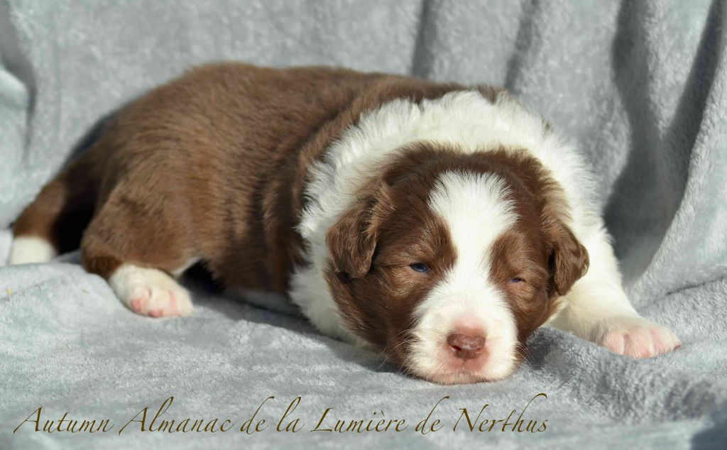 De La Lumière De Nerthus - Chiots disponibles - Border Collie