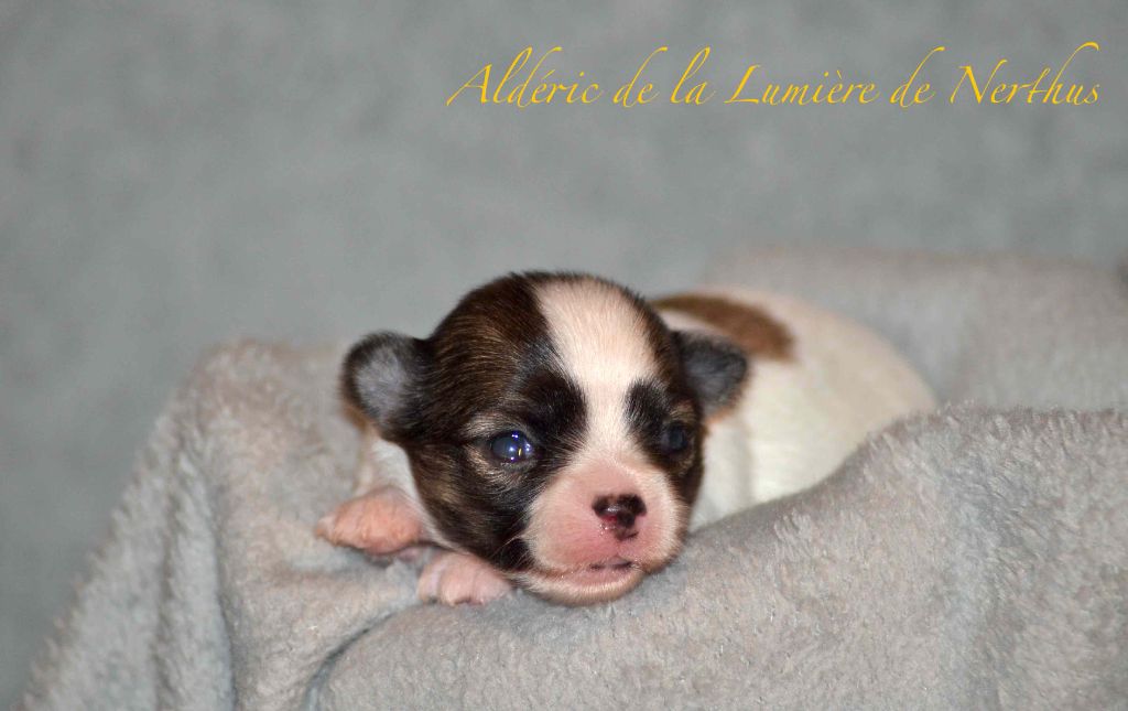 De La Lumière De Nerthus - Chiots disponibles - Chihuahua