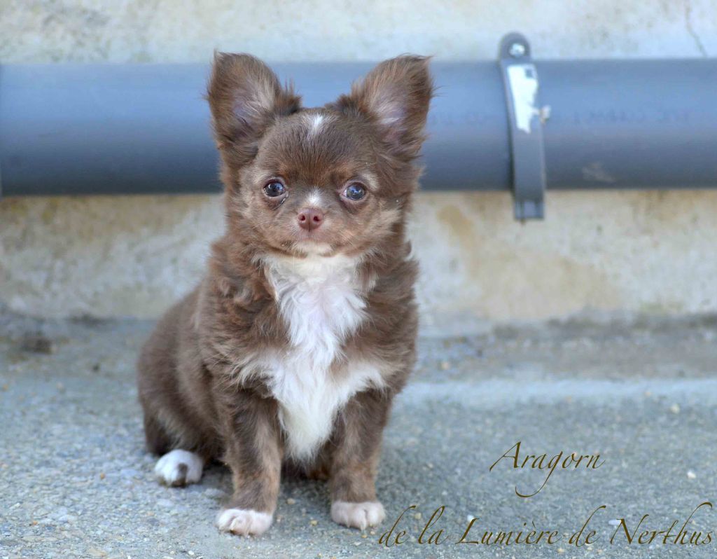 De La Lumière De Nerthus - Chiots disponibles - Chihuahua
