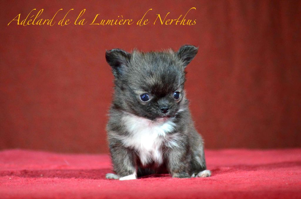 De La Lumière De Nerthus - Chiots disponibles - Chihuahua