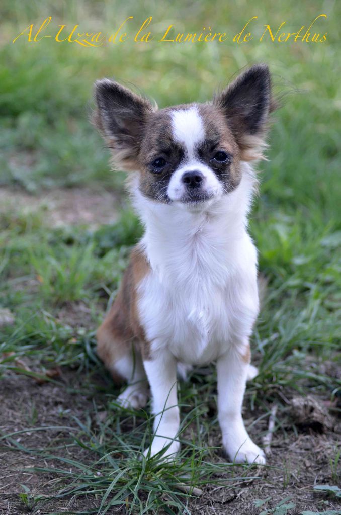 De La Lumière De Nerthus - Chiots disponibles - Chihuahua