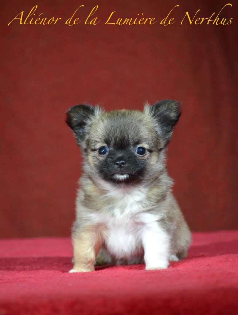 De La Lumière De Nerthus - Chiots disponibles - Chihuahua