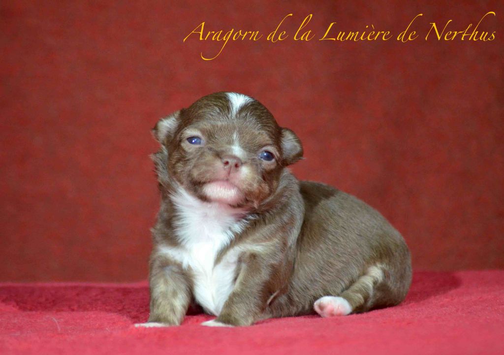 De La Lumière De Nerthus - Chiots disponibles - Chihuahua